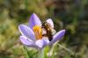 Bantuan untuk lebah: pof pertama yang ramah lebah
