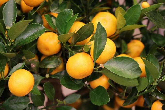 Citrus madurensis 'Calamondin' ხილით
