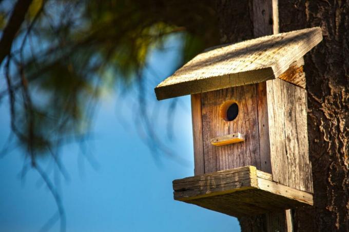 בית ציפורים מעץ תלוי על עץ