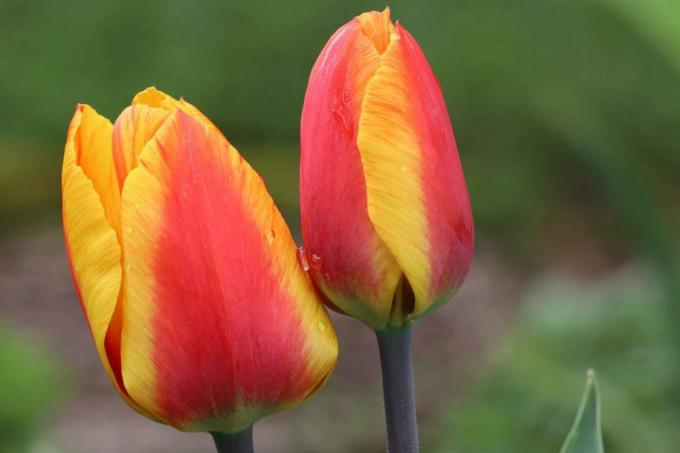 Tulipány s dvojfarebným pukom