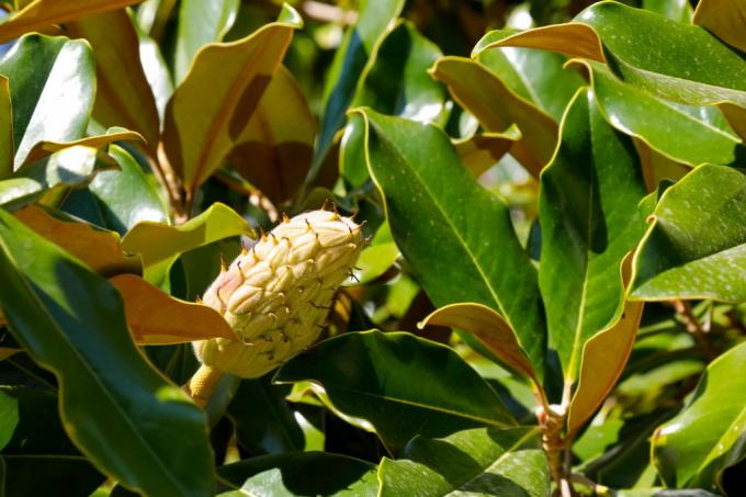 A gumifa sárga gyümölcse ehetetlen