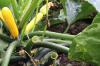Ät zucchini: vettigt eller inte?