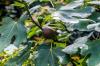 Varietas Pohon Ara: Varietas yang kuat untuk kebun