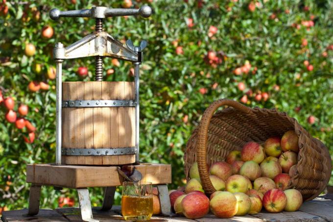 Ābolu sulas spiešana Mosterrei presēšanas mašīnas āboli ābeļu grozā