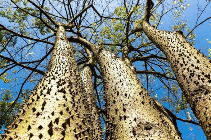отровно дрвеће: дрво сандбока (Хура црепитанс)