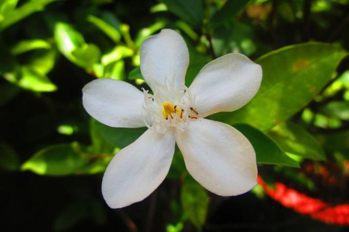 クレメンタインの木の白い花