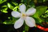 Clementinetræ: Sorter og plantetips til krukken