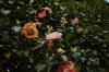 Camellia-taudit: Tunnista ja taistele