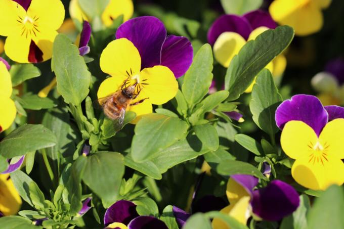 rogate fioletowe pszczoły