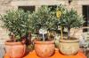 Oliventre i potte: stell og overvintring