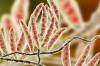 Fusarium: Reconnaître et combattre le ravageur hautement toxique des plantes