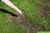 Kasvatako nurmikkoa karkoittamatta?