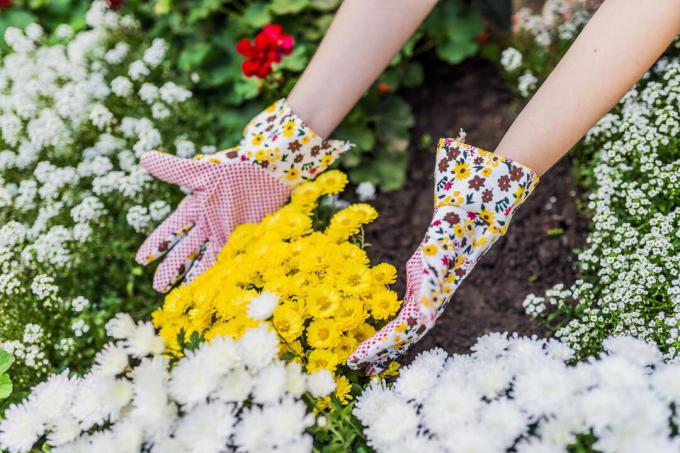 Woman with gloves in a flower bed