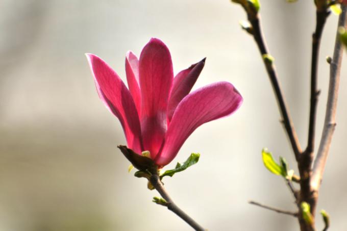 augu magnolija