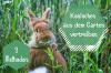 Vyháňanie králikov zo záhrady: 3 spôsoby