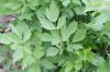 Lovage, Maggi herb, Levisticum officinale