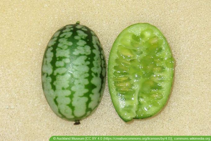Mehiška mini kumarica - Melothria scabra