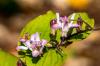 Ropucha Lily: Rostliny, péče a odrůdy