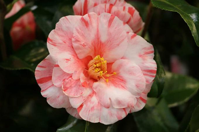 Žiemojanti kamelija (Camellia japonica).