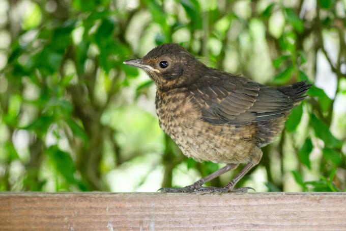 Jeune oiseau Blackbird sur la clôture