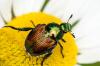 Gândacul japonez: Recunoașteți și combateți dăunătorul asiatic