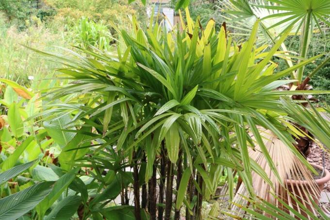 Palica Palm - Rhapis excelsa