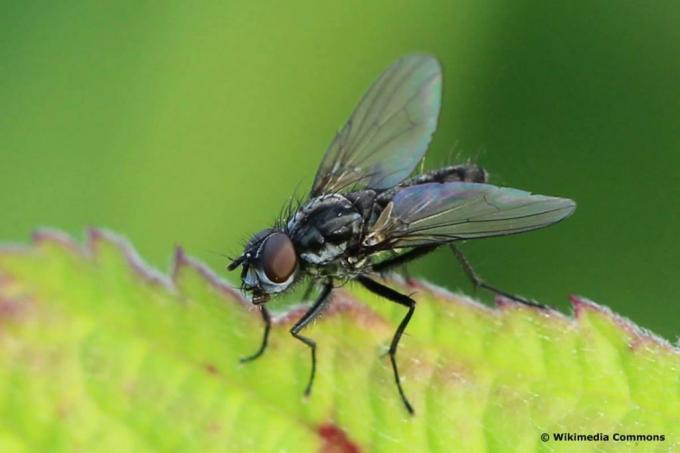 Мала купусова мува, врста муве