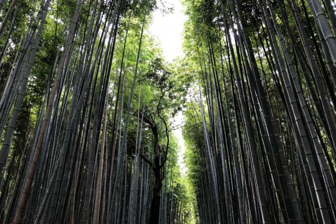 durée de vie du bambou