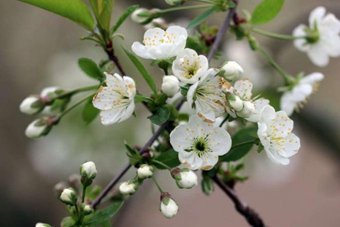 Apple - Blossom - Malus