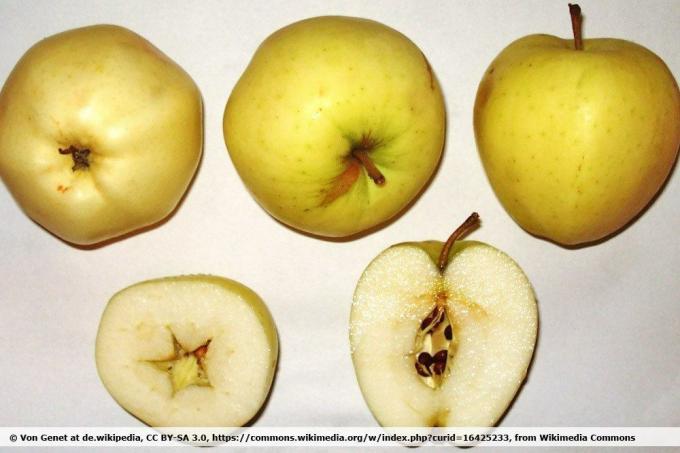 'Beyaz temiz elma'