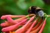 Jelängerjelieber: Pruning, Propagating & Location of the Garden Honeysuckle