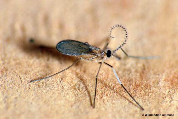 Mosquitos de las agallas para combatir los ácaros de la viruela de la vid