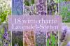Hardy laventeli: 18 laventelityyppiä