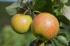 James Grieve äpple: smak & mognadstid