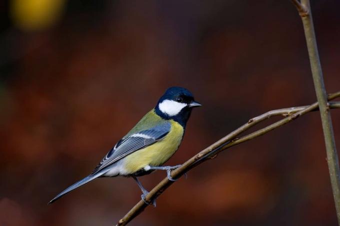 Τραγούδι πουλιών: υπέροχο βυζιάκι (Parus major)