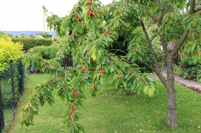 Prunus avium, pravilno narezana češnja