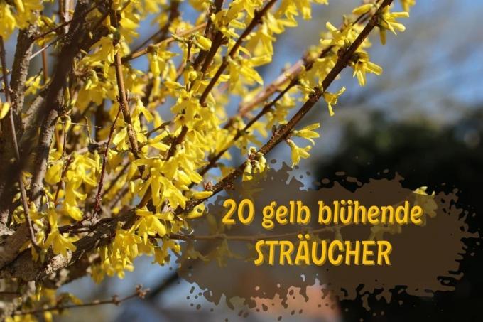 Heesters met gele bloemen - forsythia