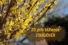 20 busker med gule blomster: liste fra A-Å