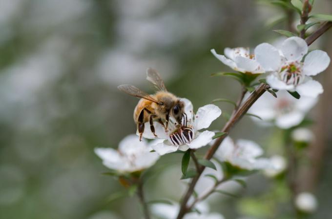 Albină pe florile arbustului Manuka