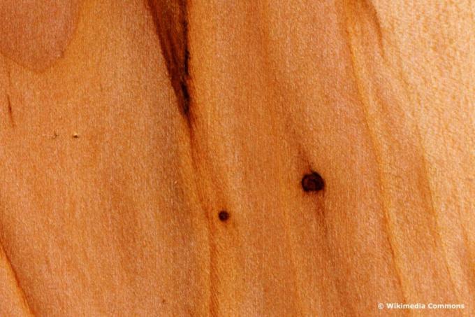 Pear tree wood