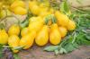 Pomodori gialli: le migliori varietà e consigli per la semina