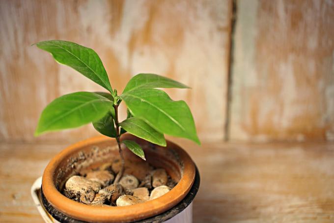 Coffee plant in a pot