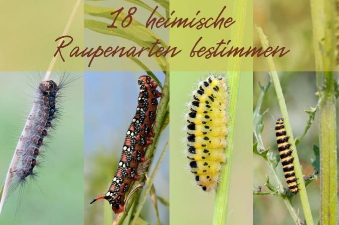 Identify caterpillars - title