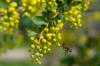 ミツバチにやさしい低木：ミツバチの低木トップ15