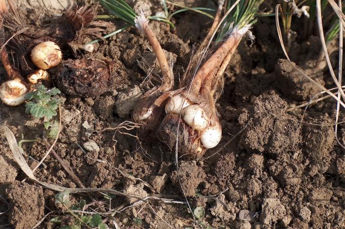 Saffron tuber with daughter tubers