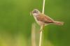 Rattle Warbler: Song, Habitat & Co.