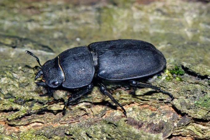 Rozdrabniacz belek (Dorcus Parallelipipedus), duży czarny chrząszcz