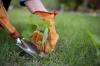 Chwasty na trawniku: środki odchwaszczające i alternatywy