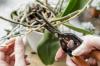 Резање орхидеја: савети за прави рез