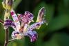 Toad Lily: Planter, pleie og varianter